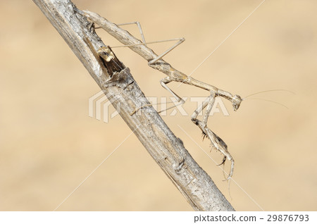 small mantis  on a branch 29876793