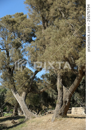 Park of Ashkelon in Israel 29876794