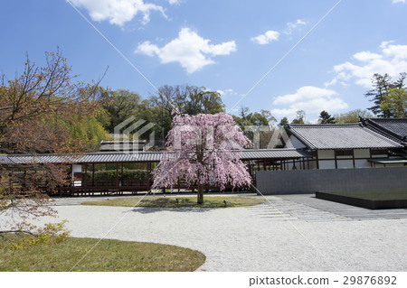 Nagoya Urban landscape · Spring's Yasukuni Kokodera 29876892