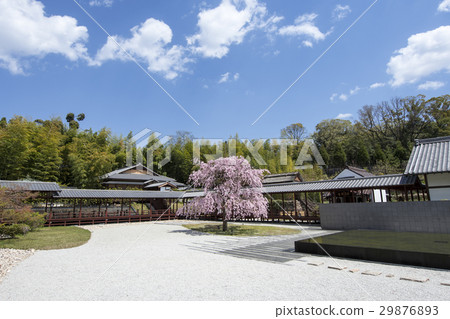 Nagoya Urban landscape · Spring's Yasukuni Kokodera 29876893