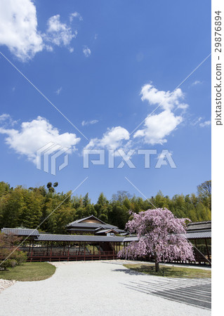 名古屋城市景觀·春天的靖國神社 29876894