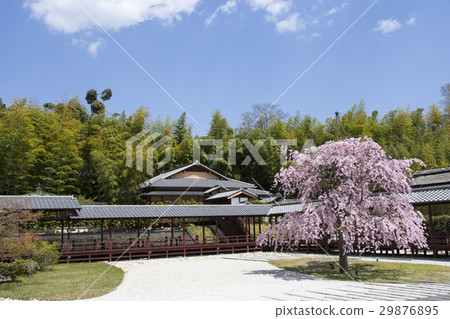 Nagoya Urban landscape · Spring's Yasukuni Kokodera 29876895