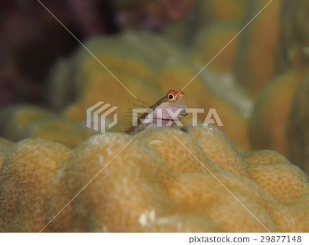 石垣青蛙 29877148