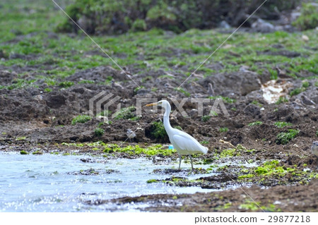 Kurosagi (white type) Kurosagi (white type) 29877218