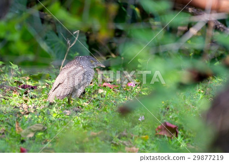 Zugromizogoyi (young bird) 29877219