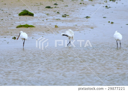 Kurozurahella Kurozurahella 29877221