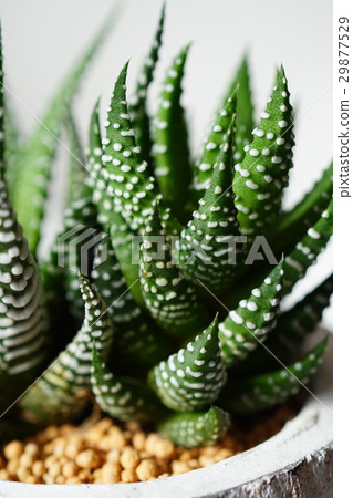 White striped attractive succulent Haorchia - Stock Photo [29877529] - PIXTA