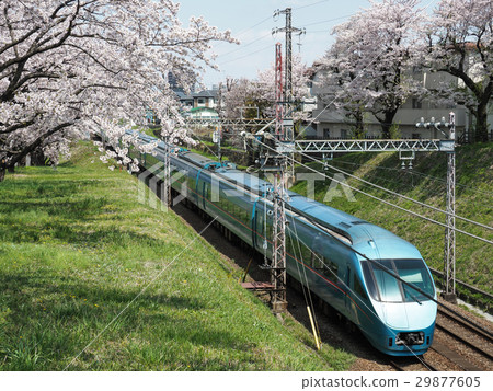 Cherry blossoms in full bloom and Odakyu Romance car MSE 29877605