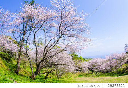 Cherry blossoms at Mt. Cherry blossoms at Mt. 29877821