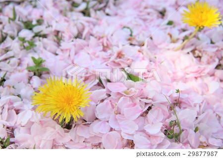 蒲公英和櫻花花瓣 29877987