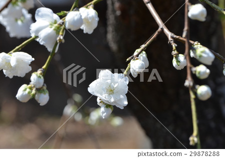 Weeping Peach Weeping Peach 29878288