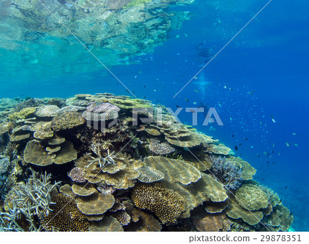 珊瑚礁 29878351