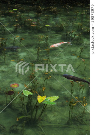 莫奈的池塘 29878979