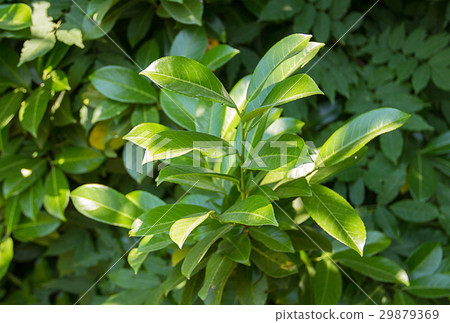 green Bay trees as part of green walls green Bay trees as part of green walls 29879369