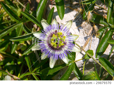 large flower passionflower symmetrical opposite large flower passionflower symmetrical opposite 29879370