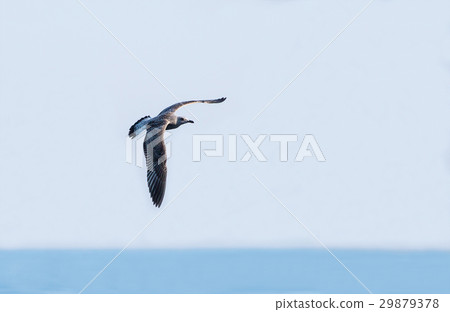 beautiful speckled seagull flying in the sky 29879378