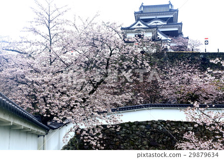 Cherry blossoms and castle Cherry blossoms and castle 29879634