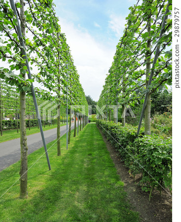 Flat fruit trees in the park Flat fruit trees in the park 29879757