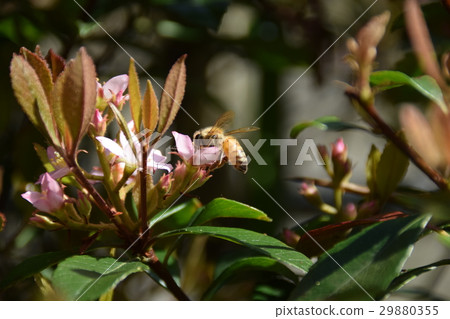 日本蜂和有鬍子的香蔥花 日本蜂和有鬍子的香蔥花 29880355