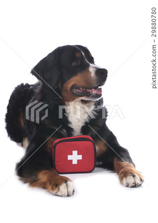 Bernese mountain dog with first aid kit 29880780