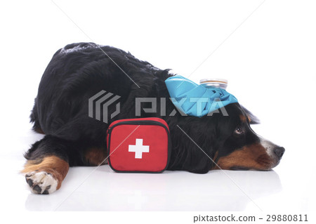 Bernese mountain dog with first aid kit 29880811