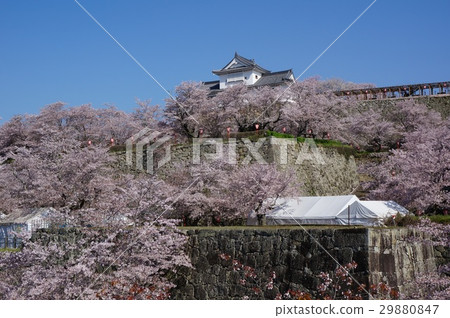 Tsuruyama Park (Tsuyama castle tower) in Tsuyama city, Okayama prefecture full of cherry blossoms 29880847