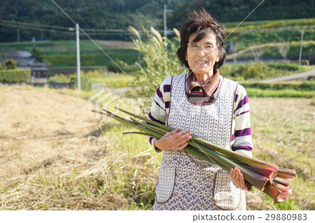 在外地工作的日本老人 在外地工作的日本老人 29880983