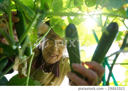Japanese elderly who work in field Japanese elderly who work in field 29881021