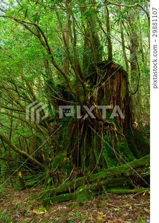 Nature of Kagoshima Yakushima Nature of Kagoshima Yakushima 29881107