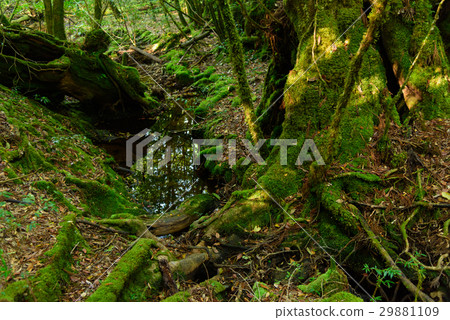 鹿兒島屋久島的性質 鹿兒島屋久島的性質 29881109