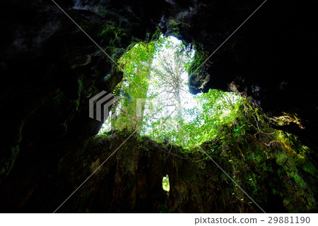 Kagoshima Yakushima Wilson shares Kagoshima Yakushima Wilson shares 29881190