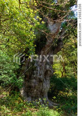 Kagoshima Yakushima Jomon cedar Kagoshima Yakushima Jomon cedar 29881208