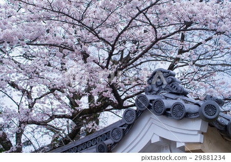 Chrysanthemum pattern and cherry blossoms 29881234