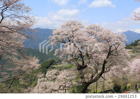高知縣二淀川町的葫蘆櫻花 29881253