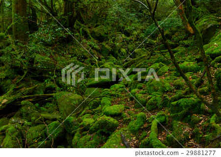 Kagoshima Yakushima Shiratani Cloud Water Gorge 29881277