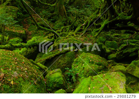 鹿兒島屋久島Shiratani雲水峽谷 鹿兒島屋久島Shiratani雲水峽谷 29881279