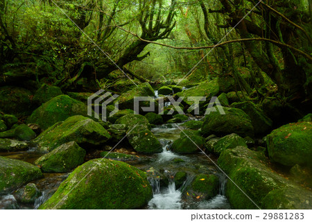Kagoshima Yakushima Shiratani Cloud Water Gorge Kagoshima Yakushima Shiratani Cloud Water Gorge 29881283