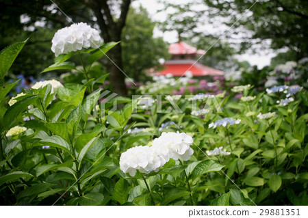 繡球花繡球（Senkoji） 29881351