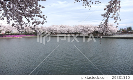 在Yanagizu水上公園的櫻花 在Yanagizu水上公園的櫻花 29881510