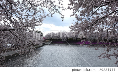 在Yanagizu水上公園的櫻花 在Yanagizu水上公園的櫻花 29881511