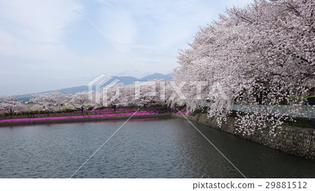 在Yanagizu水上公園的櫻花 在Yanagizu水上公園的櫻花 29881512