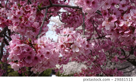 在Yanagizu水上公園的櫻花 在Yanagizu水上公園的櫻花 29881513