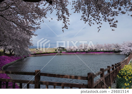 在Yanagizu水上公園的櫻花 在Yanagizu水上公園的櫻花 29881514