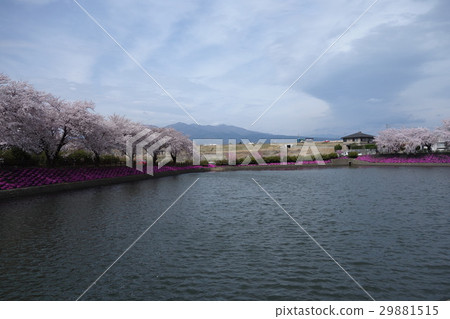 在Yanagizu水上公園的櫻花 在Yanagizu水上公園的櫻花 29881515