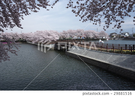 Cherry blossoms at Yanagizu water park Cherry blossoms at Yanagizu water park 29881516