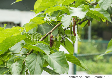 Mulberry white mulberry 29881592