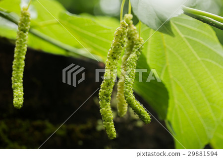 桑葚 白桑 29881594