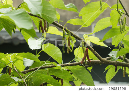 Mulberry white mulberry 29881596