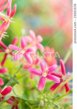 colorful flowers , Quisqualis indica flowers colorful flowers , Quisqualis indica flowers 29881636