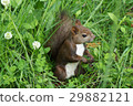 Ezorisu 29882121